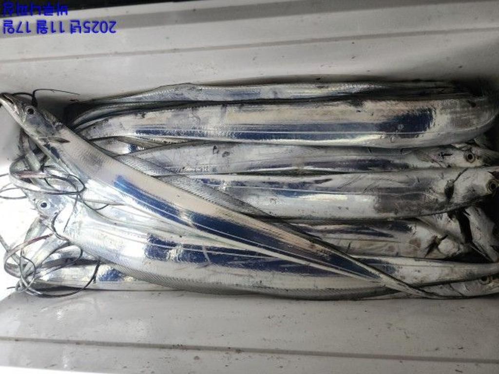 낚시뚜,갈치,속천항(진해),바루나피싱,낚시뚜7