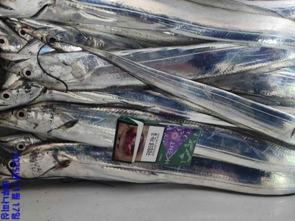 낚시뚜,갈치,속천항(진해),바루나피싱,낚시뚜4