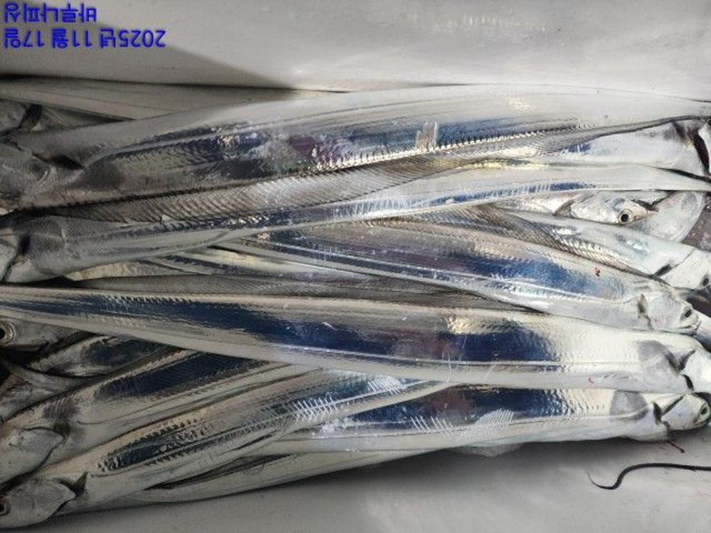 낚시뚜,갈치,속천항(진해),바루나피싱,낚시뚜3