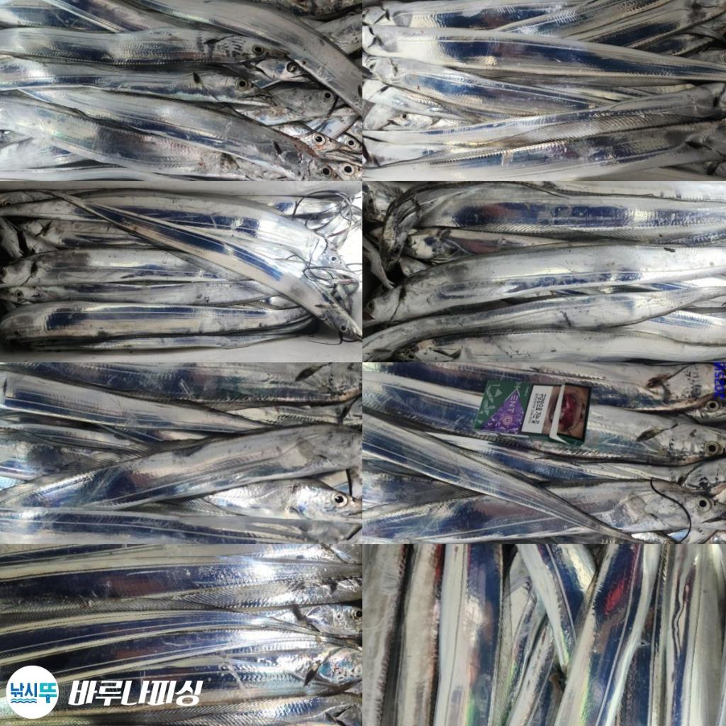 낚시뚜,갈치,속천항(진해),바루나피싱,낚시뚜1