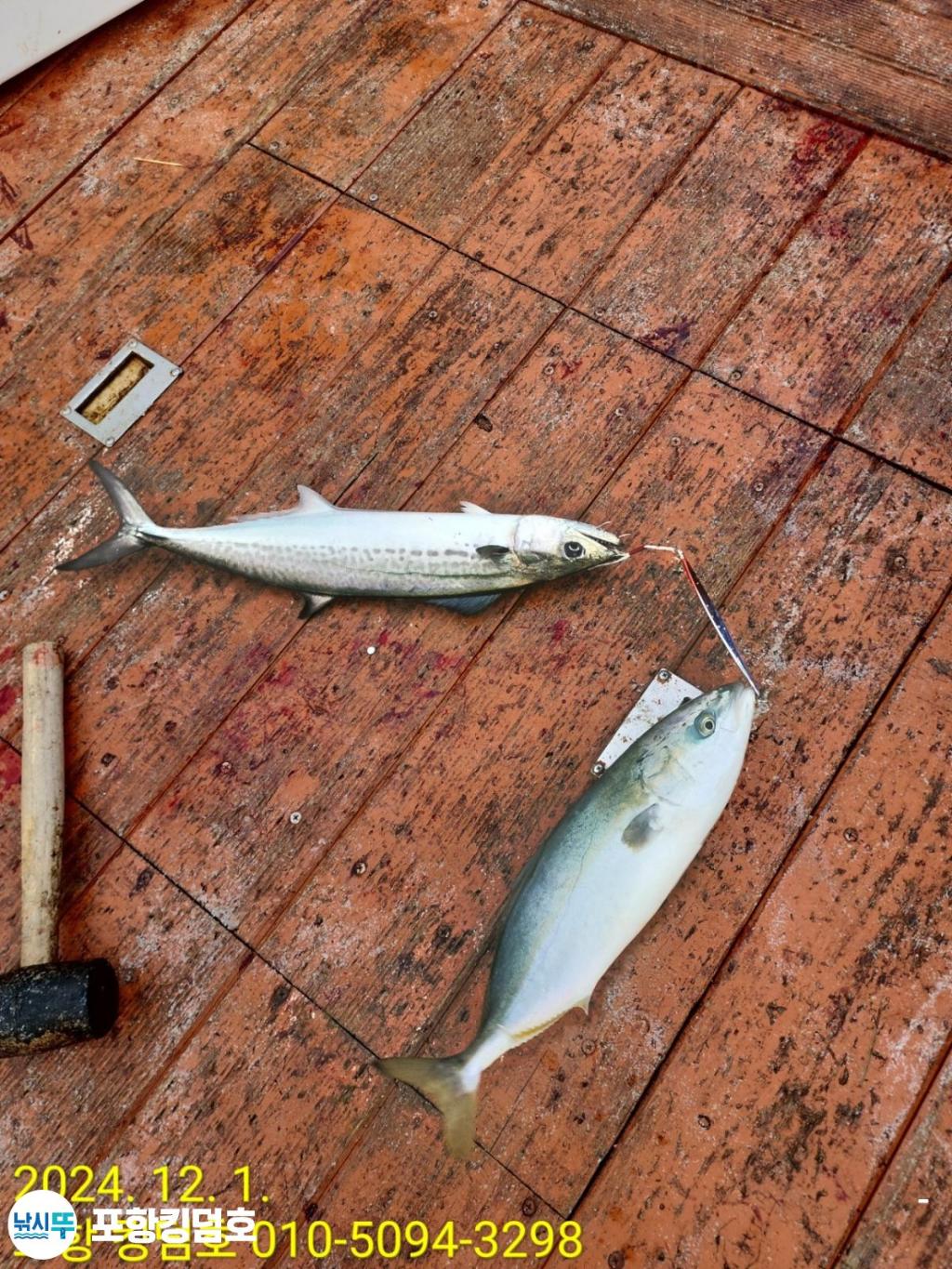 낚시뚜,돌문어,영일만항,포항 킹덤호,낚시뚜19