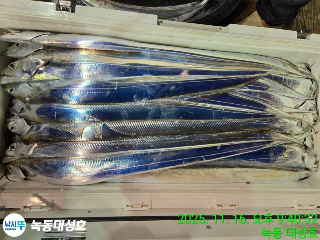 낚시뚜,갈치,녹동항,녹동대성호,낚시뚜43