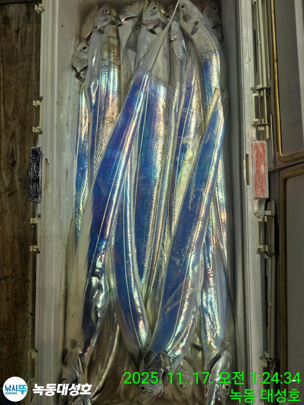 낚시뚜,갈치,녹동항,녹동대성호,낚시뚜42