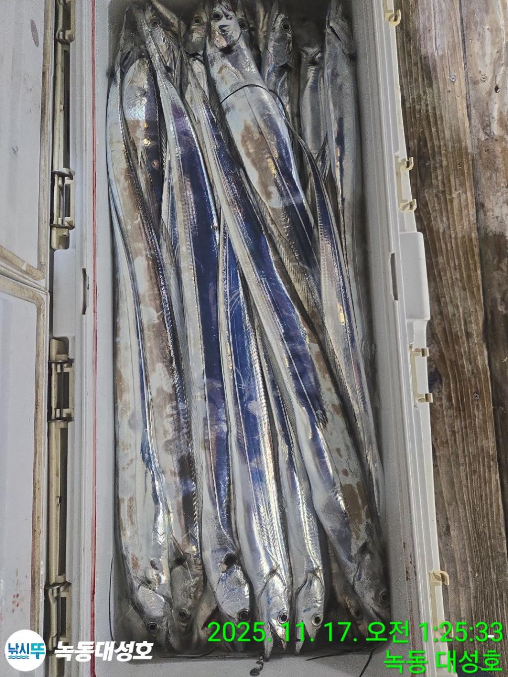 낚시뚜,갈치,녹동항,녹동대성호,낚시뚜41