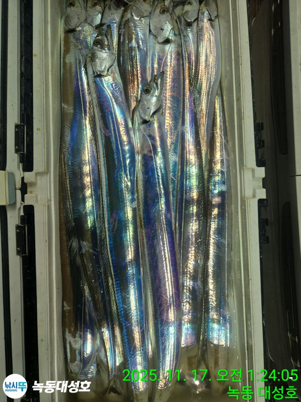 낚시뚜,갈치,녹동항,녹동대성호,낚시뚜40