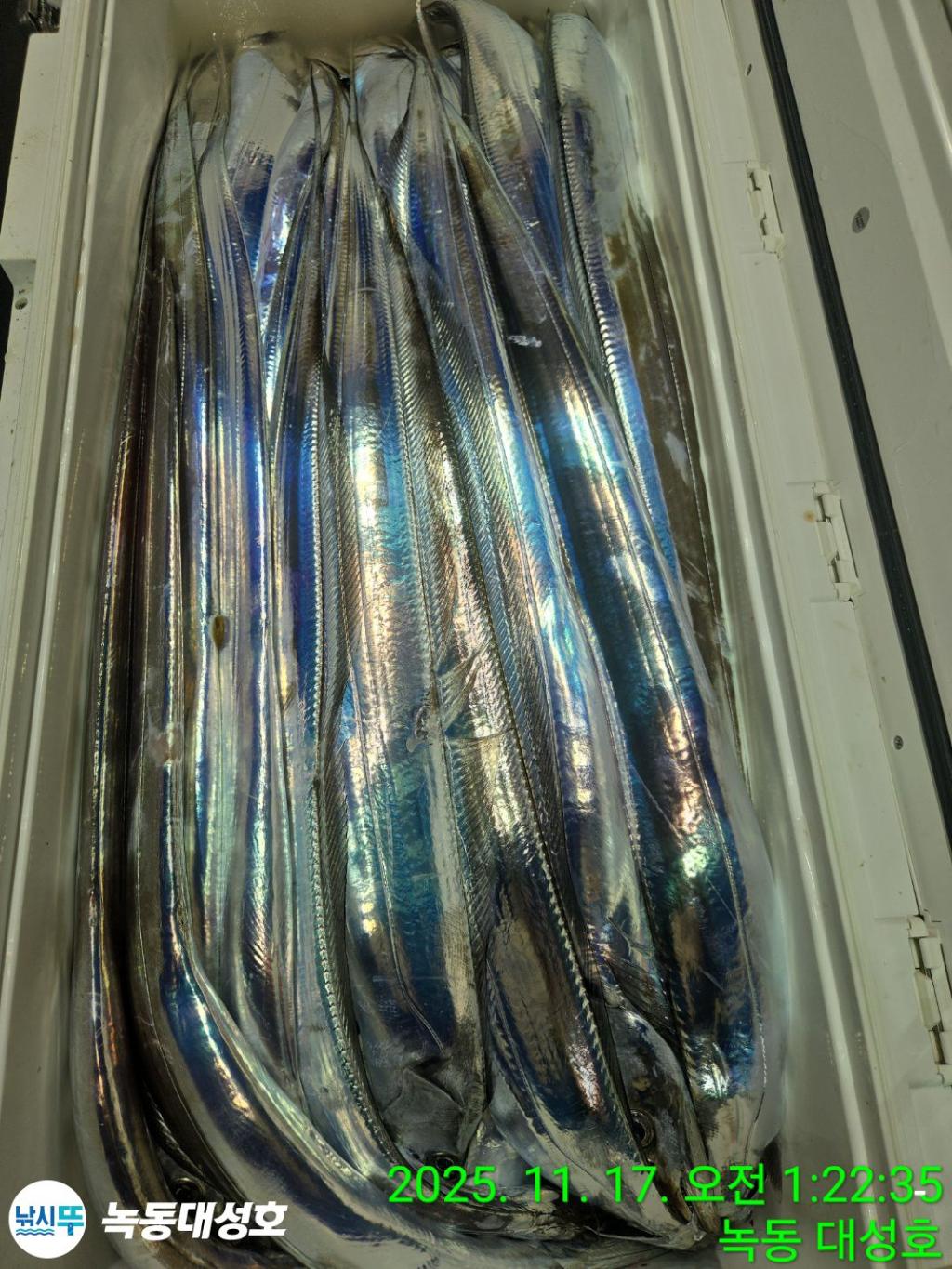 낚시뚜,갈치,녹동항,녹동대성호,낚시뚜39