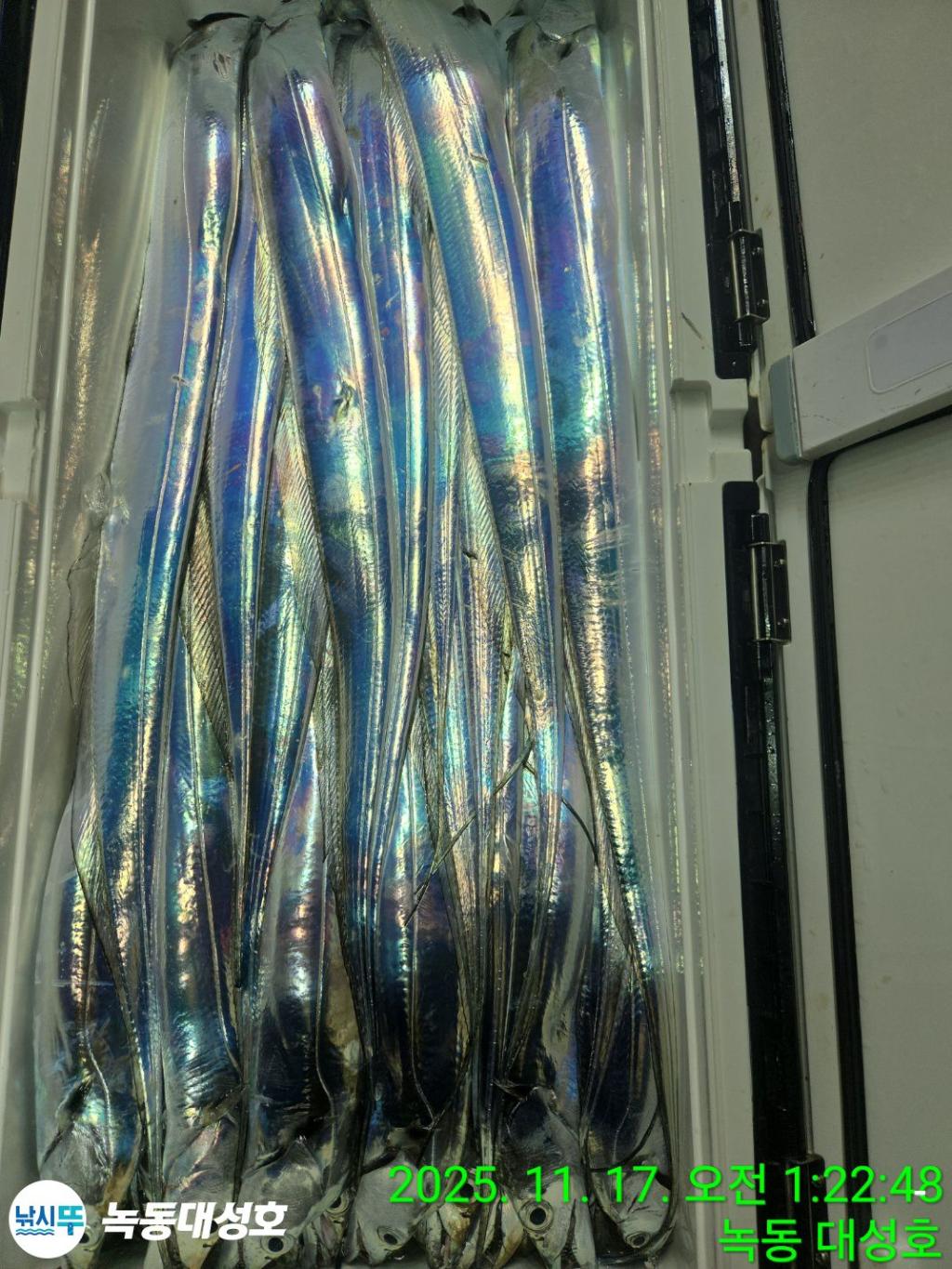 낚시뚜,갈치,녹동항,녹동대성호,낚시뚜38