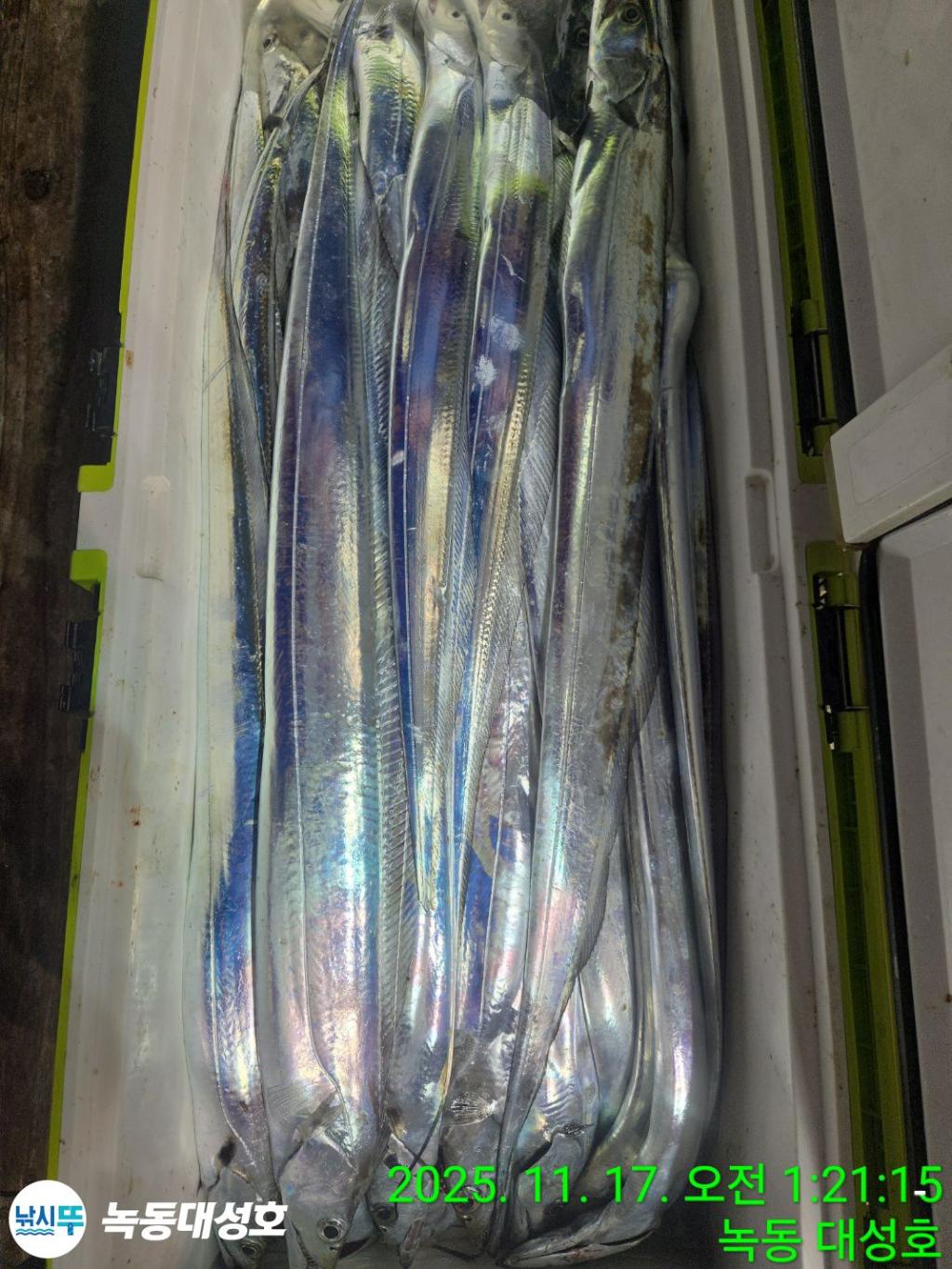 낚시뚜,갈치,녹동항,녹동대성호,낚시뚜37