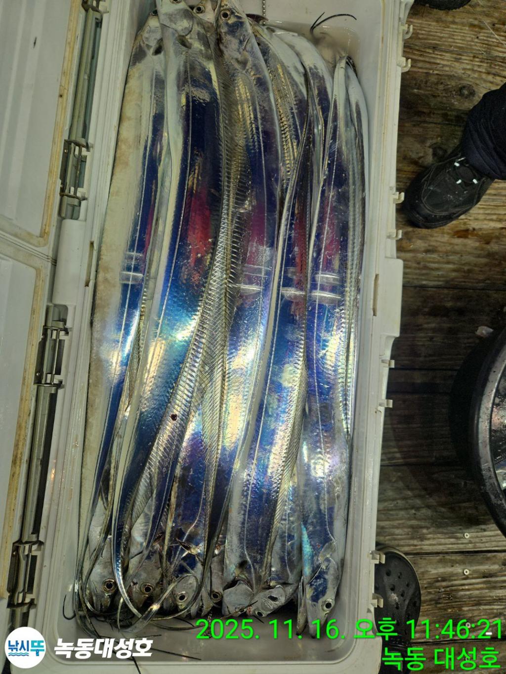 낚시뚜,갈치,녹동항,녹동대성호,낚시뚜36