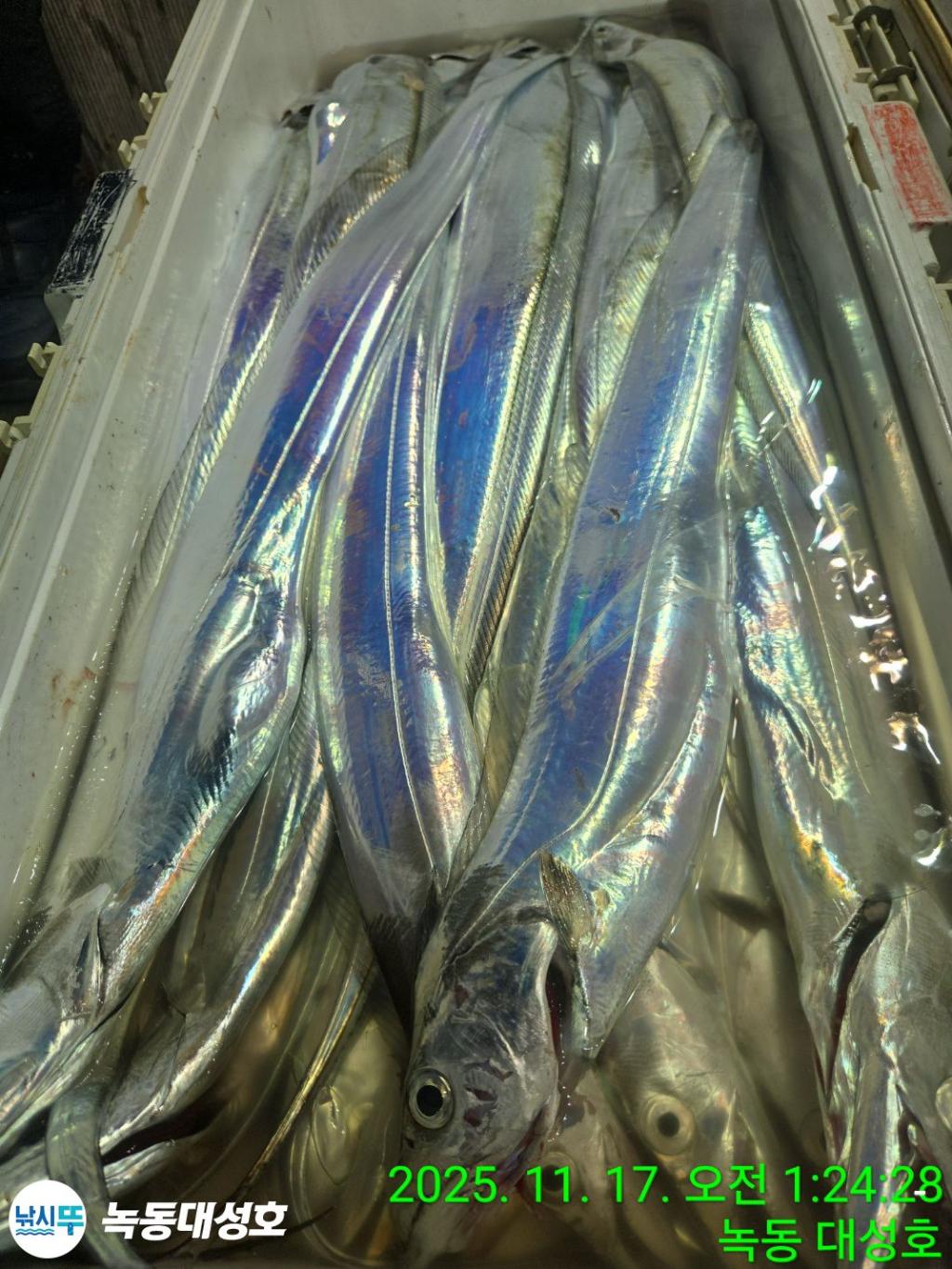 낚시뚜,갈치,녹동항,녹동대성호,낚시뚜35