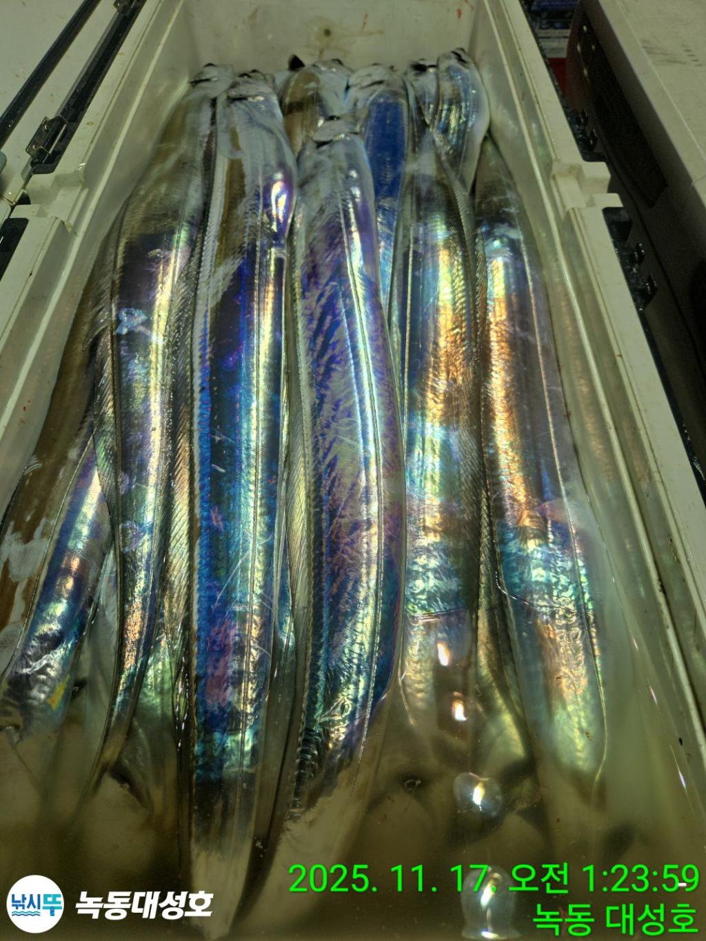 낚시뚜,갈치,녹동항,녹동대성호,낚시뚜34