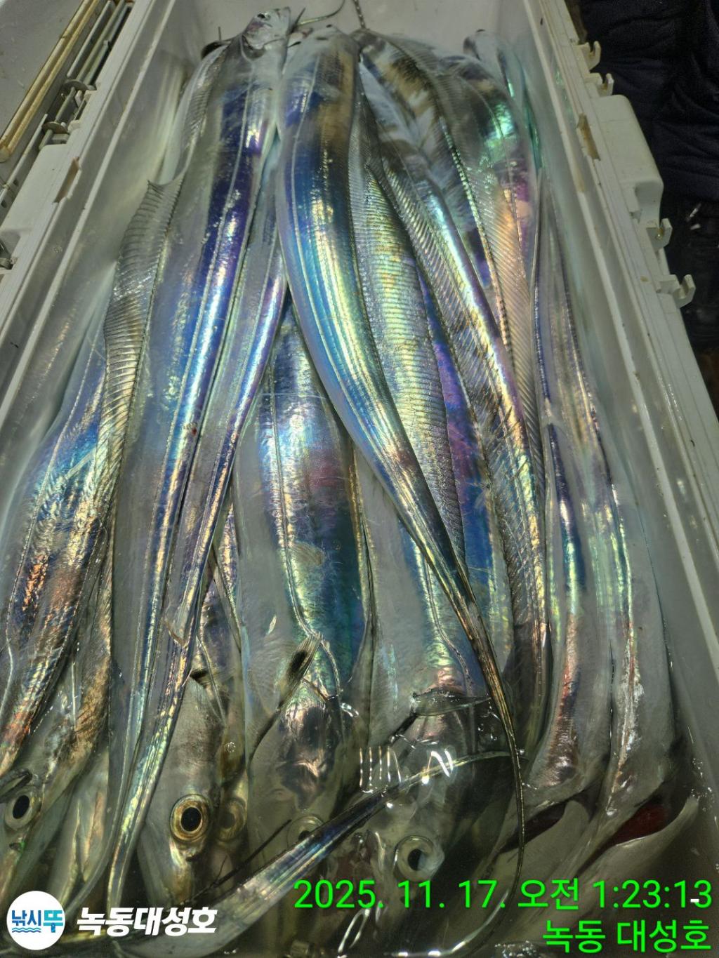 낚시뚜,갈치,녹동항,녹동대성호,낚시뚜33