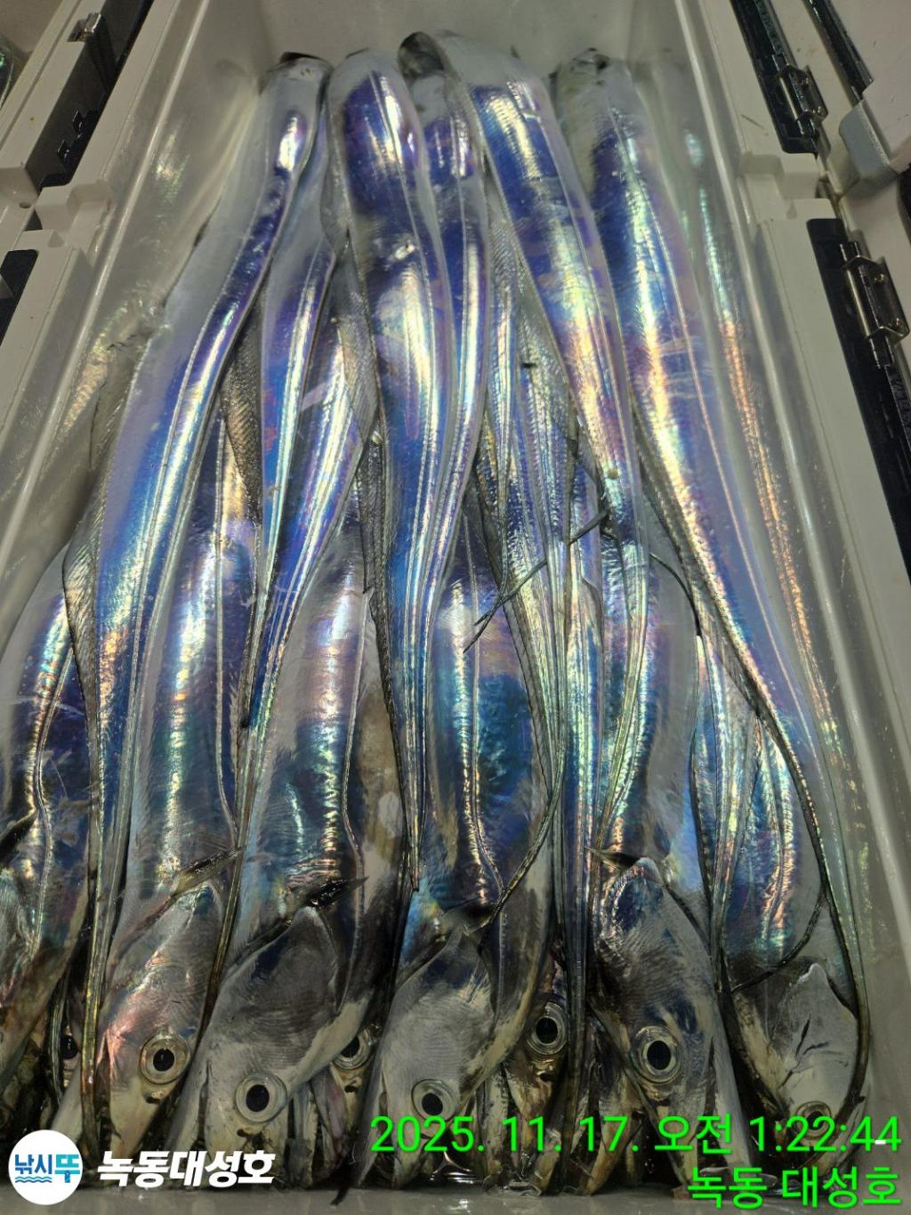 낚시뚜,갈치,녹동항,녹동대성호,낚시뚜32