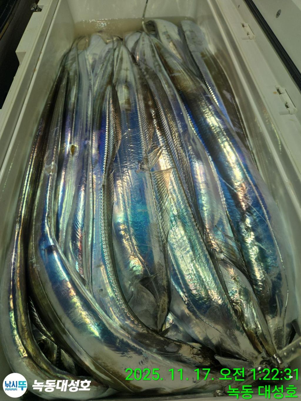 낚시뚜,갈치,녹동항,녹동대성호,낚시뚜31