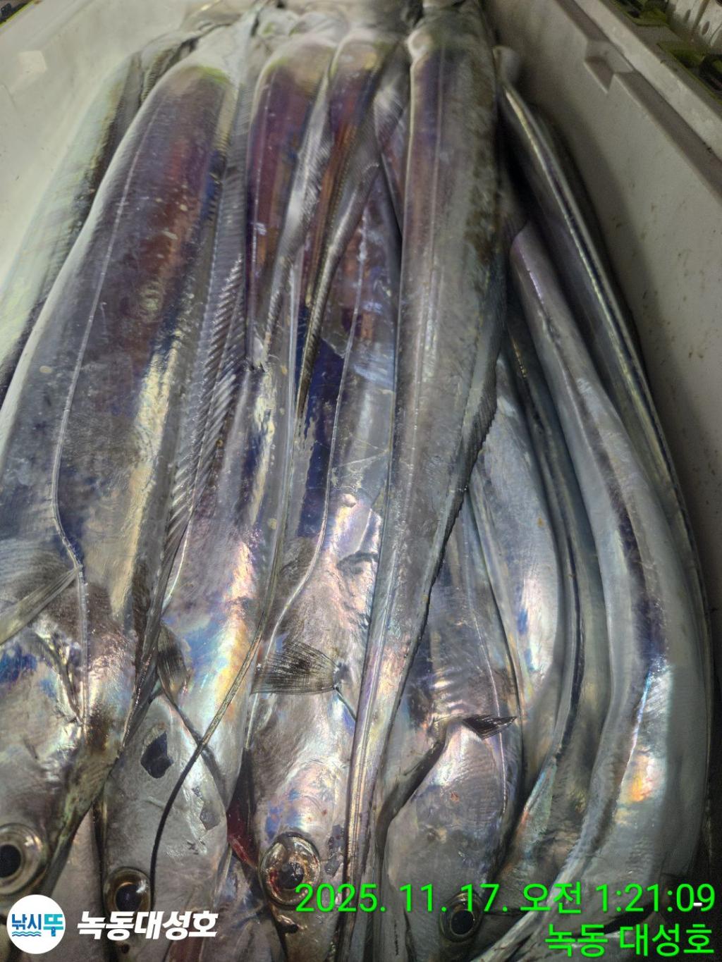 낚시뚜,갈치,녹동항,녹동대성호,낚시뚜30