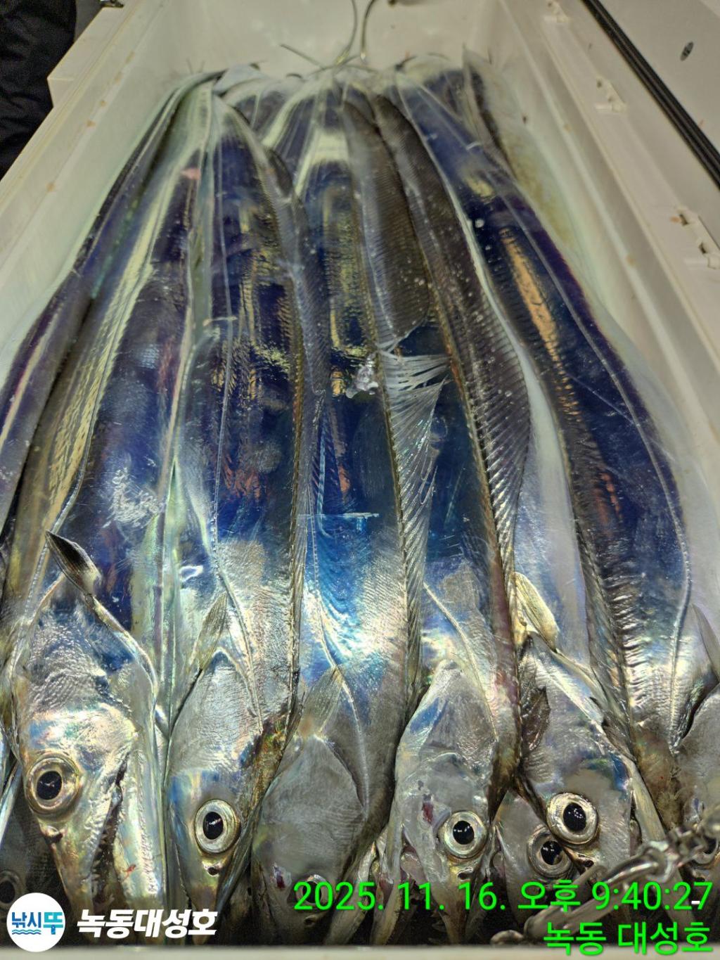 낚시뚜,갈치,녹동항,녹동대성호,낚시뚜29