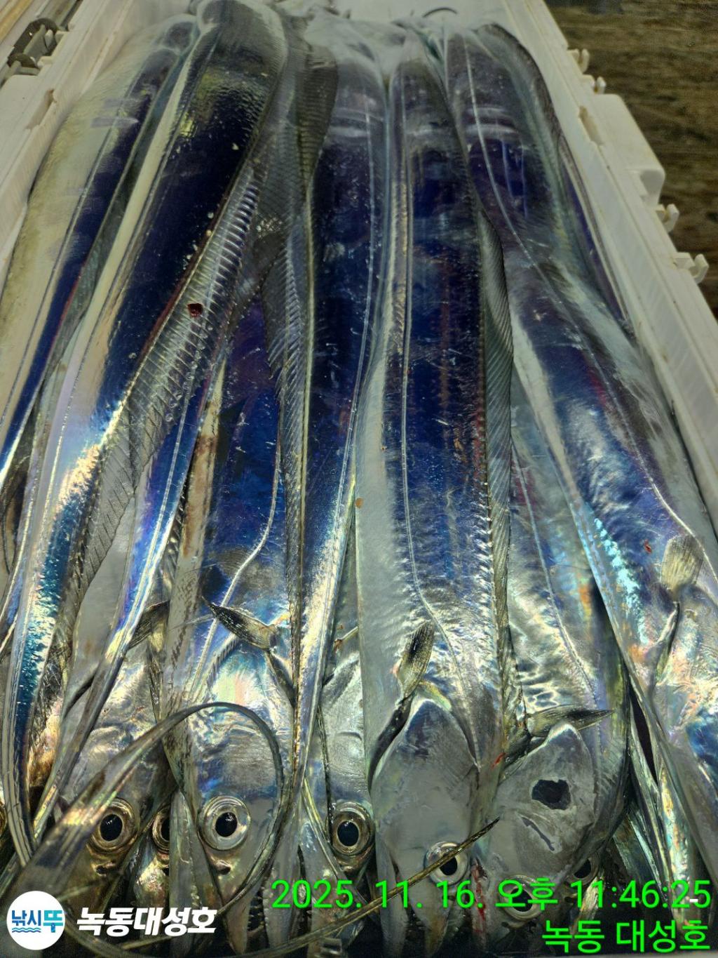 낚시뚜,갈치,녹동항,녹동대성호,낚시뚜28