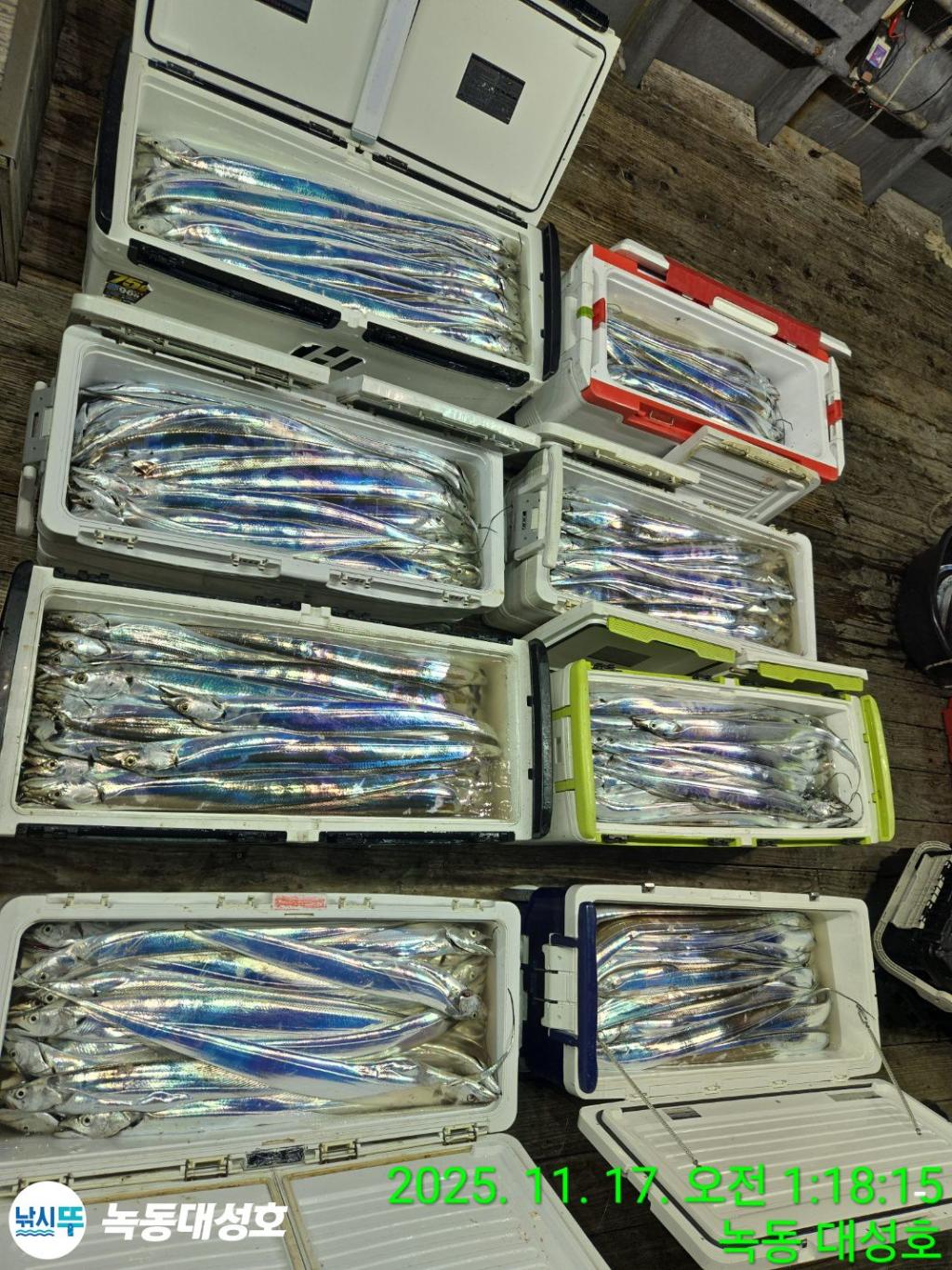 낚시뚜,갈치,녹동항,녹동대성호,낚시뚜3