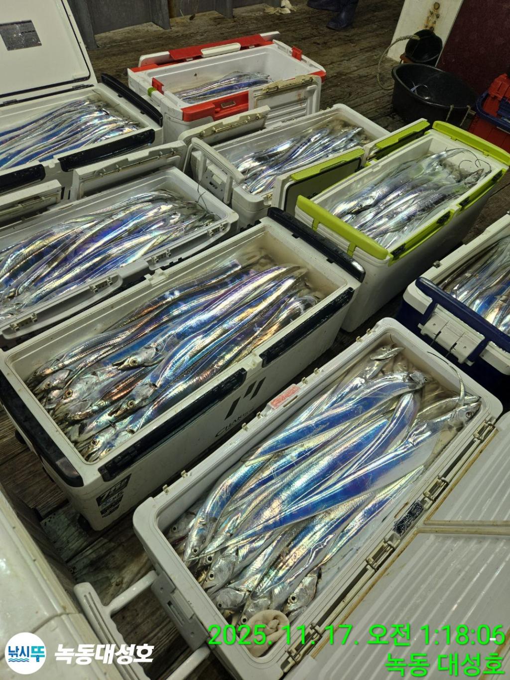 낚시뚜,갈치,녹동항,녹동대성호,낚시뚜1