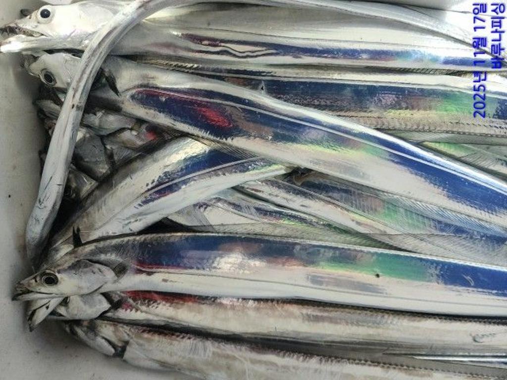 낚시뚜,갈치,속천항(진해),바루나피싱,낚시뚜9