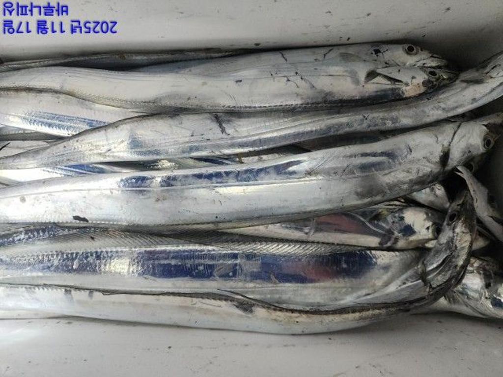 낚시뚜,갈치,속천항(진해),바루나피싱,낚시뚜6