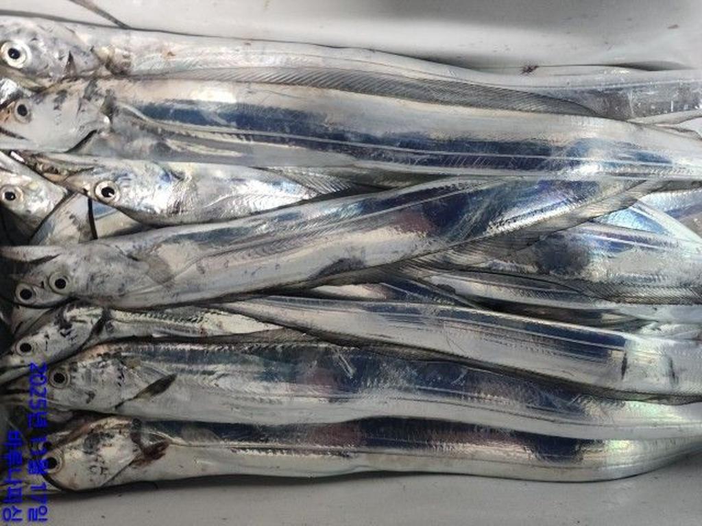 낚시뚜,갈치,속천항(진해),바루나피싱,낚시뚜5