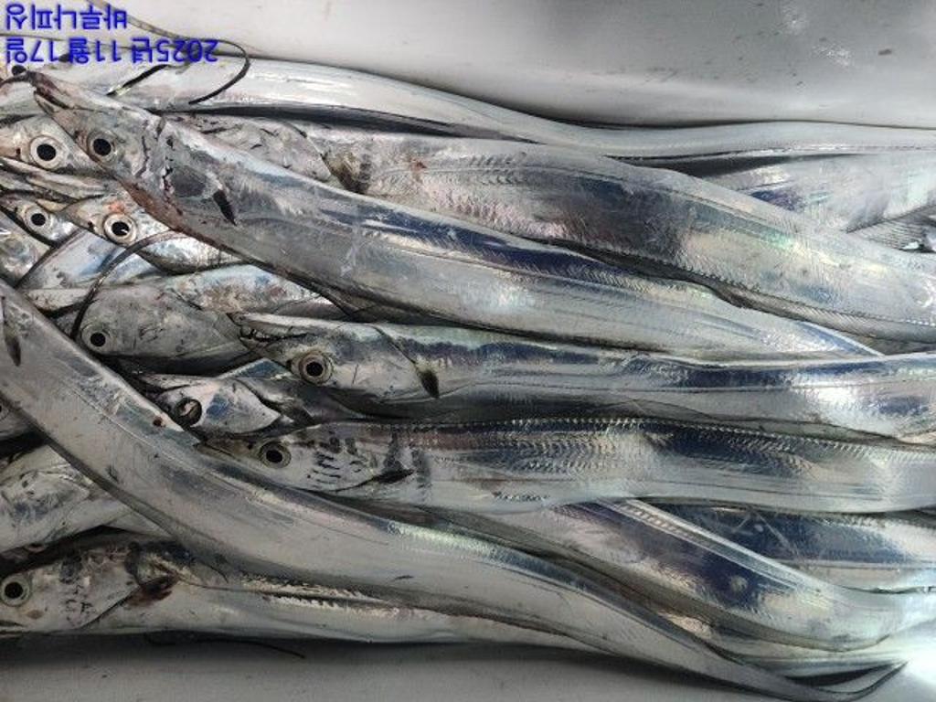 낚시뚜,갈치,속천항(진해),바루나피싱,낚시뚜2