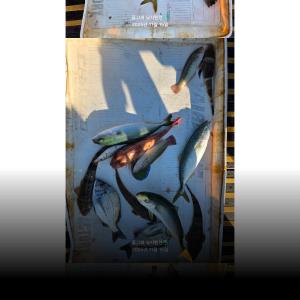 조황, ((풍화리)) 감시 흘림~