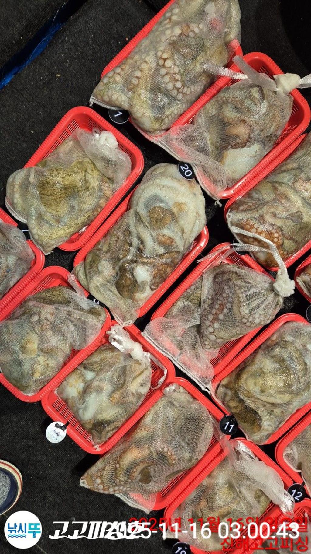 낚시뚜,,속천항(진해),고고피싱호,낚시뚜15