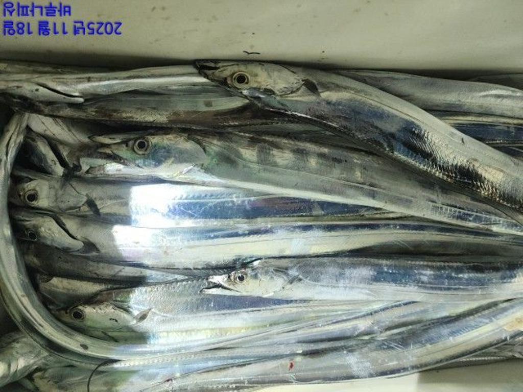 낚시뚜,갈치,속천항(진해),바루나피싱,낚시뚜8