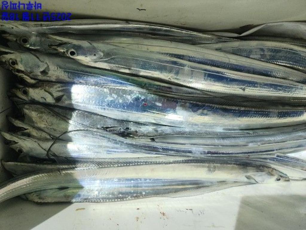 낚시뚜,갈치,속천항(진해),바루나피싱,낚시뚜7