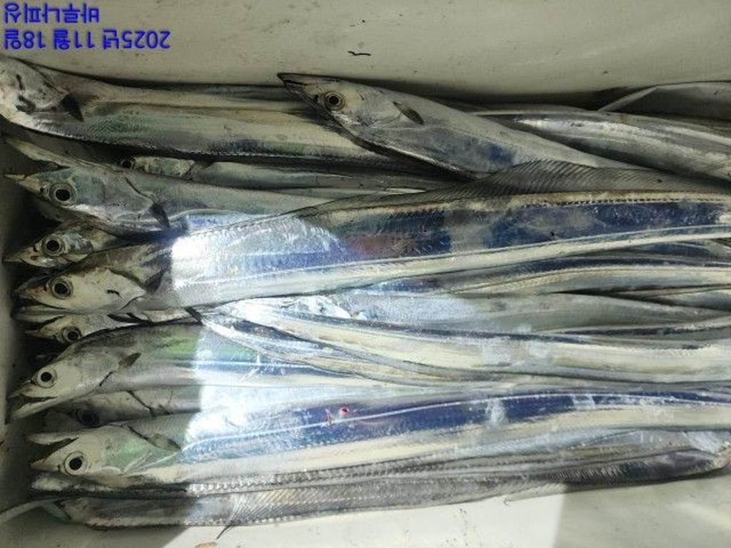 낚시뚜,갈치,속천항(진해),바루나피싱,낚시뚜6