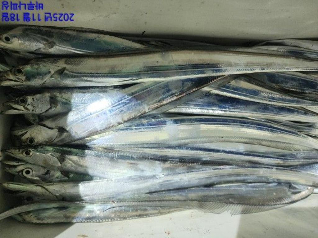 낚시뚜,갈치,속천항(진해),바루나피싱,낚시뚜5