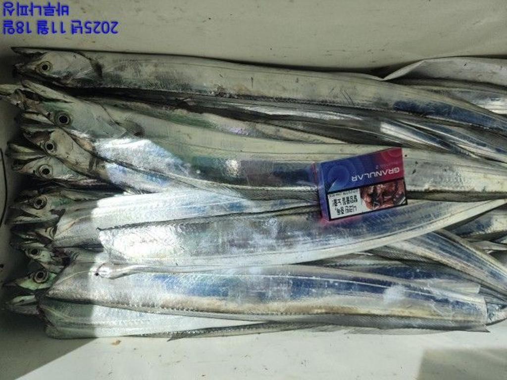 낚시뚜,갈치,속천항(진해),바루나피싱,낚시뚜2