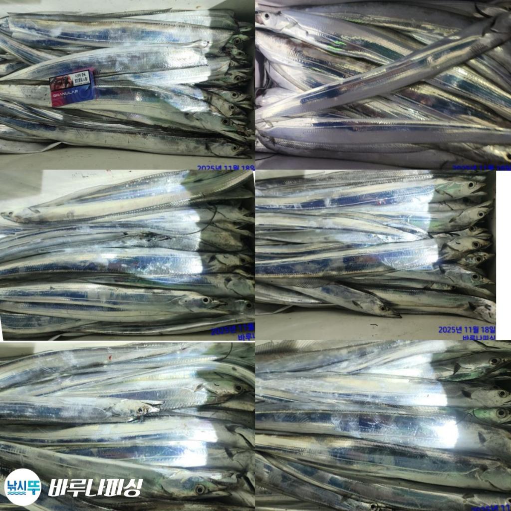 낚시뚜,갈치,속천항(진해),바루나피싱,낚시뚜1