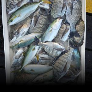 조황, ((풍화리)) 감시 마릿수조황