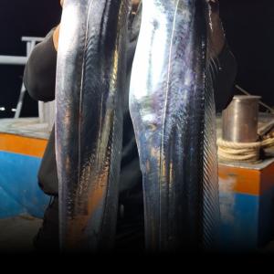 조황, 갈치 쿨러만땅!!~씨알장난아니네요~(오늘4자리)