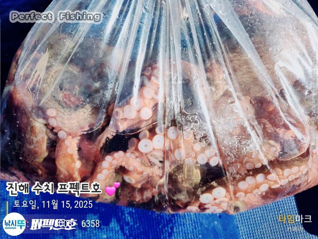 낚시뚜,문어,진해 수치마을 방파제,퍼펙트호,낚시뚜9