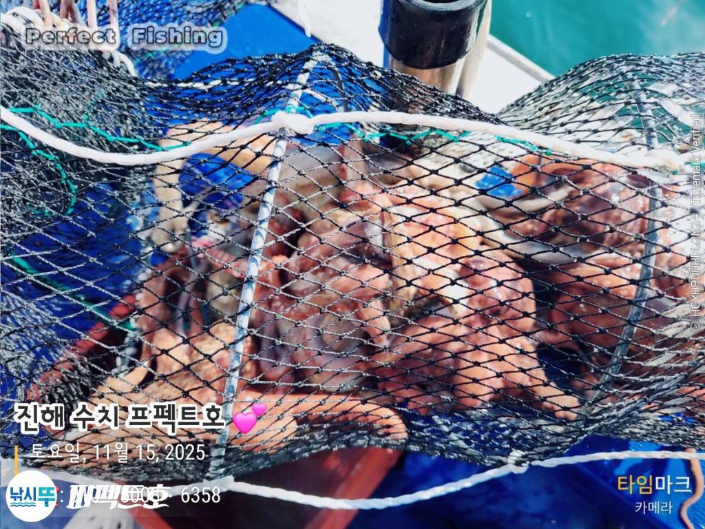 낚시뚜,문어,진해 수치마을 방파제,퍼펙트호,낚시뚜8