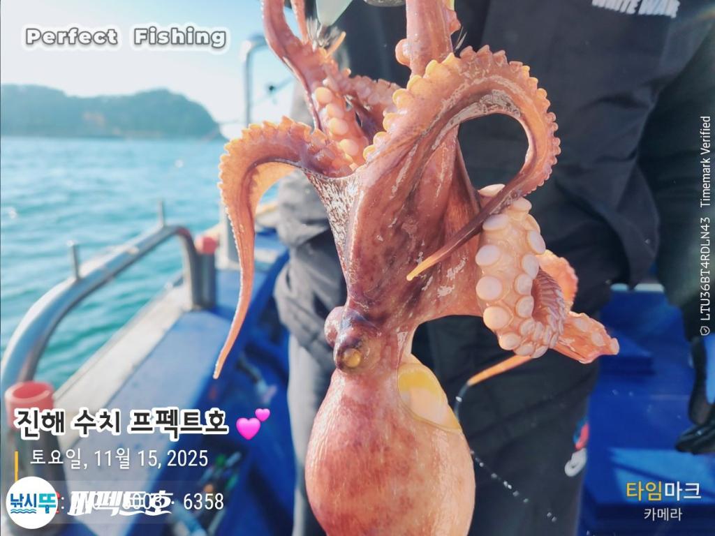 낚시뚜,문어,진해 수치마을 방파제,퍼펙트호,낚시뚜0