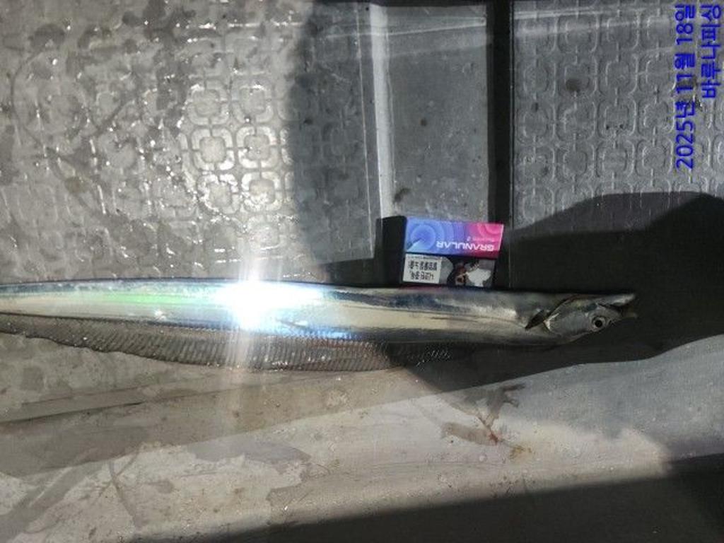 낚시뚜,갈치,속천항(진해),바루나피싱,낚시뚜10