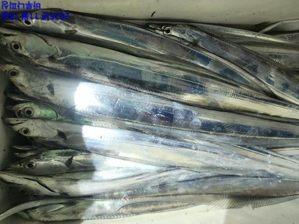 낚시뚜,갈치,속천항(진해),바루나피싱,낚시뚜4