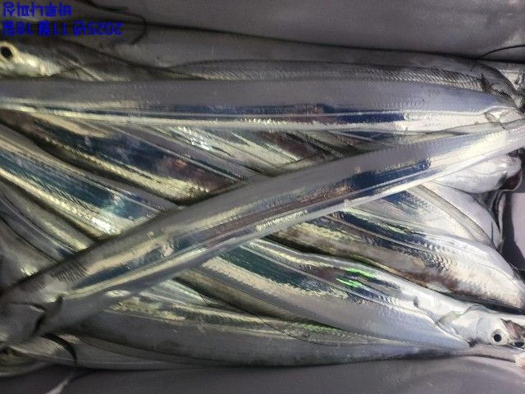 낚시뚜,갈치,속천항(진해),바루나피싱,낚시뚜3