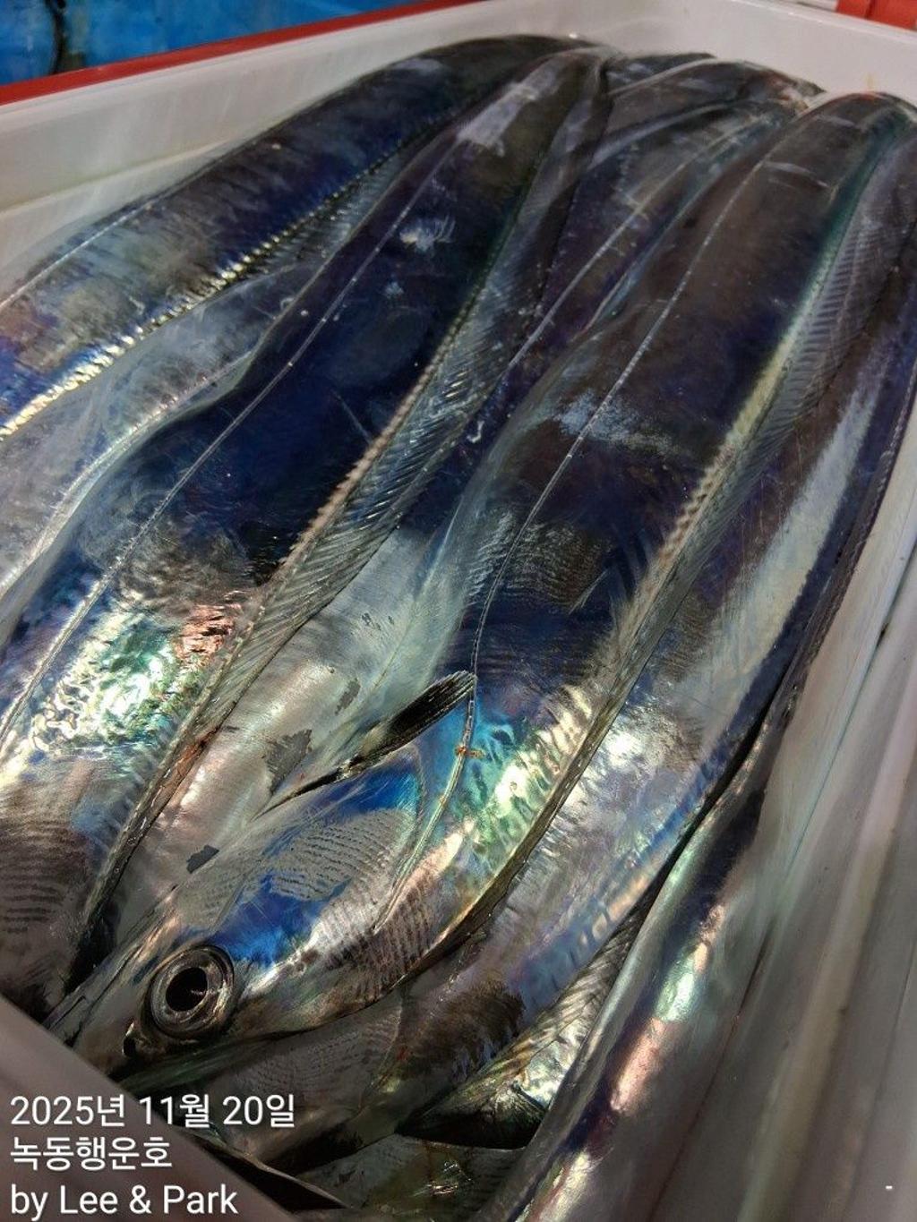 낚시뚜,갈치,녹동항,녹동대성호,낚시뚜38