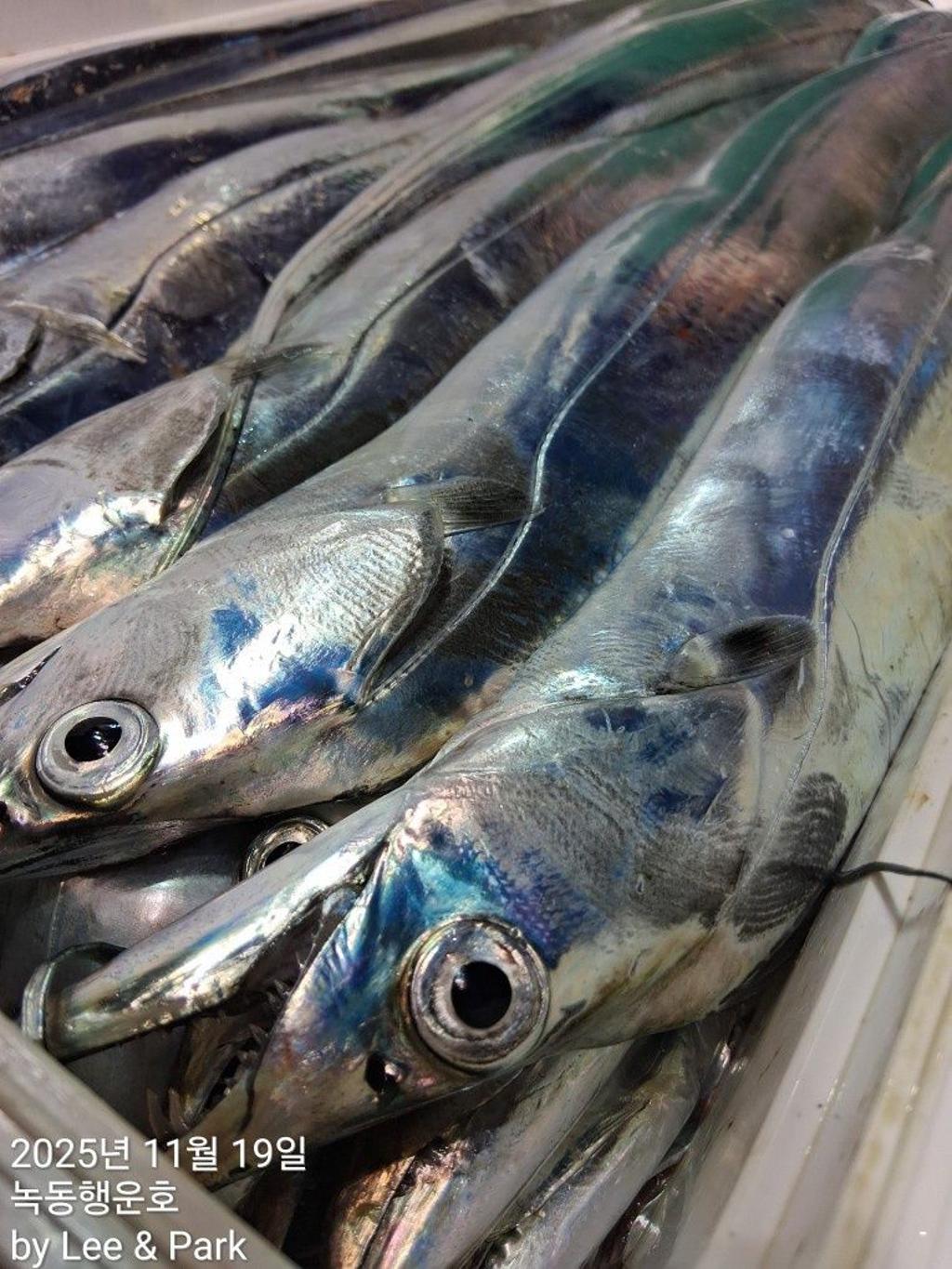 낚시뚜,갈치,녹동항,녹동대성호,낚시뚜37