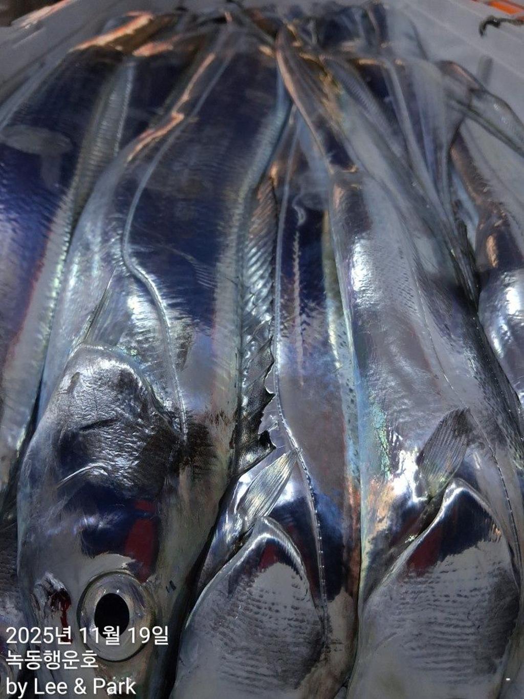 낚시뚜,갈치,녹동항,녹동대성호,낚시뚜36