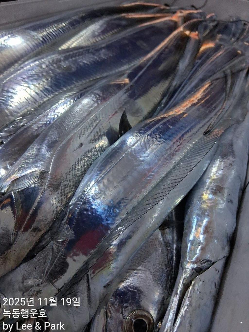 낚시뚜,갈치,녹동항,녹동대성호,낚시뚜35