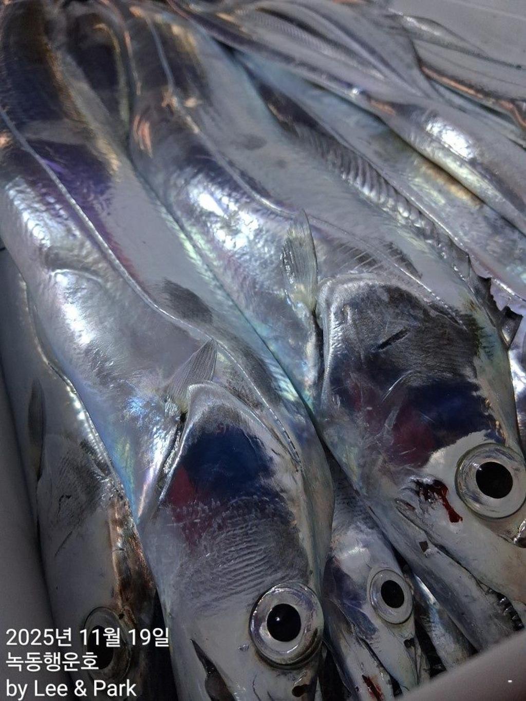 낚시뚜,갈치,녹동항,녹동대성호,낚시뚜34