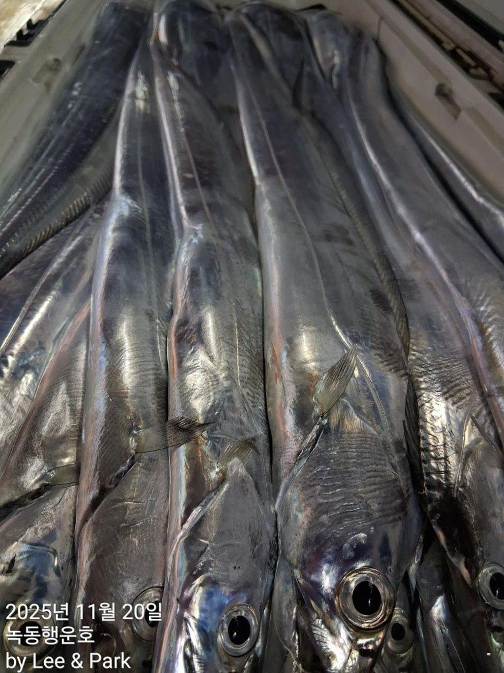 낚시뚜,갈치,녹동항,녹동대성호,낚시뚜33