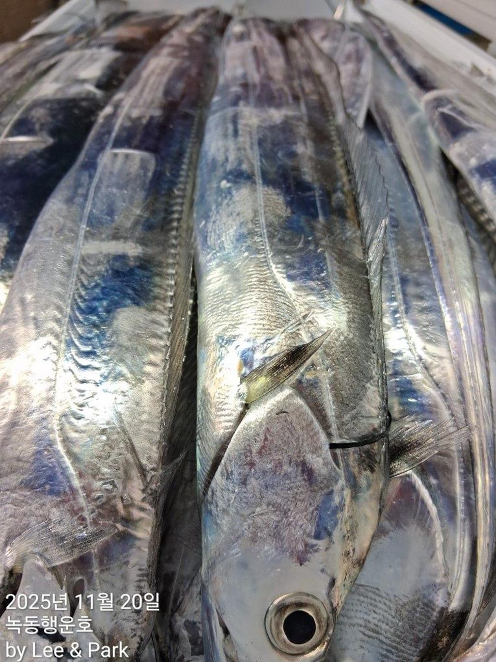 낚시뚜,갈치,녹동항,녹동대성호,낚시뚜32